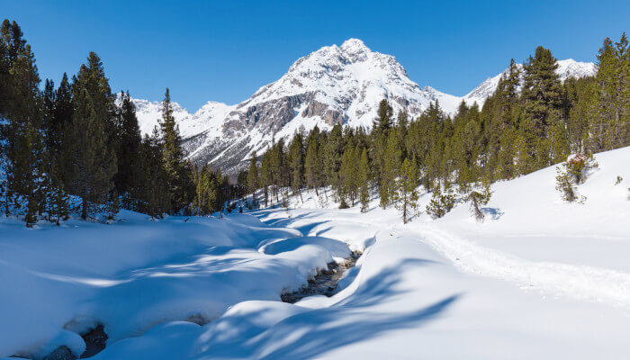 Bergbach im Winter zwischen Tannen und verschneiter Landschaft