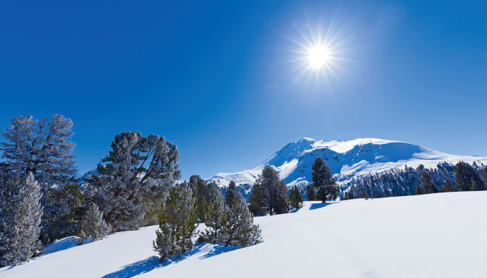 Tannen in mit schneebedeckter Wiese am Tag