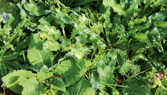 Verschiedene Rosettenpflanzen im Garten im Sommer