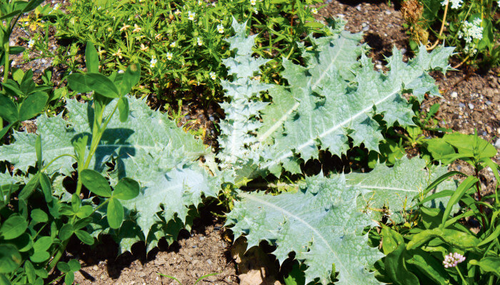 Verzweigte Eseldistel