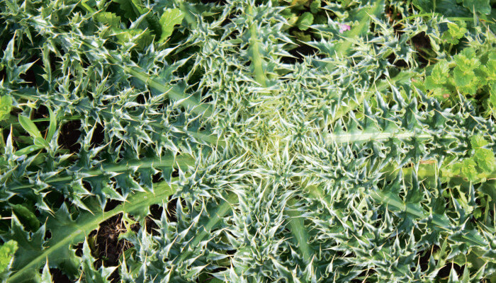 Nickende Distel in der Sonne