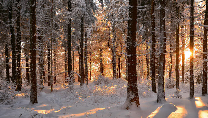 Bäume im Wald mit schneebedecktem Boden und Sonnenstrahlung