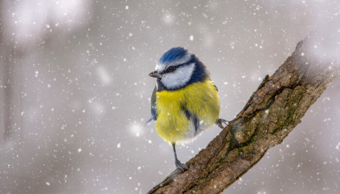 Blaumeise sitz bei feinem Schneefall auf einem Ast