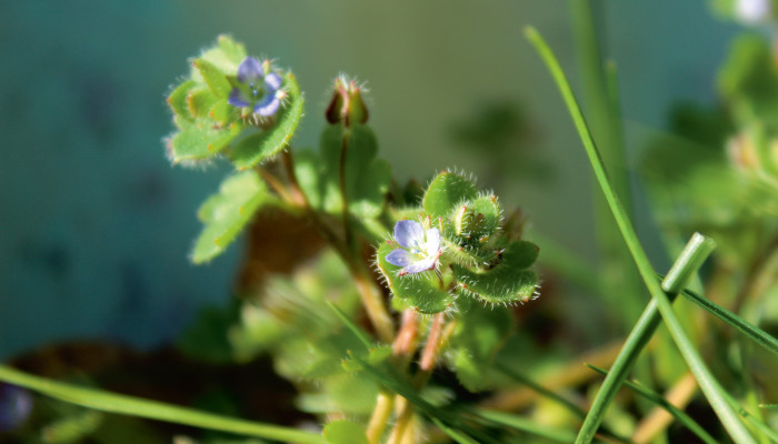 Wiesengräser und Efeu mit kleinen rosablühenden Blüten