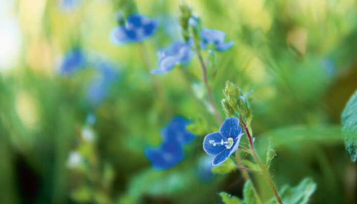 blaue Blüten an grünen mit Blätter bestücken Pfanzen