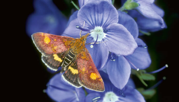 Schmetterling auf einer blau-violetten Blüte im Sonnenlicht