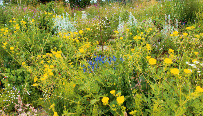 Garten mit weiss-, blau- und gelbblühenden Stauden