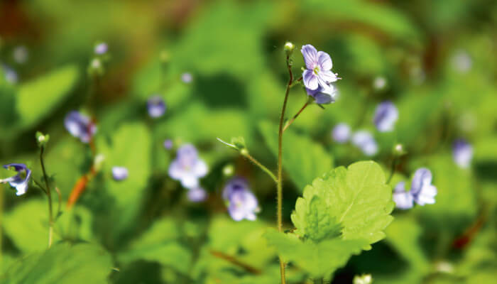 rosablüten mit grünen Blättern in der Sonne