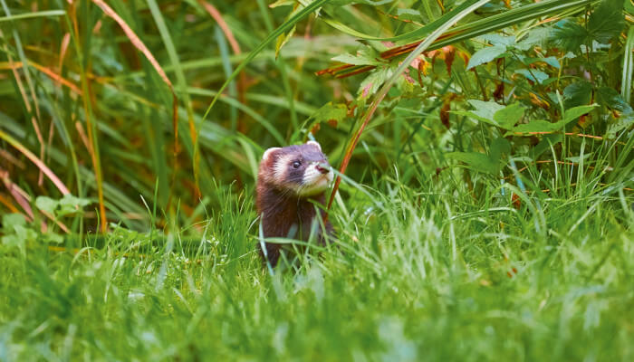 Iltis guckt nach vorne auf einer grünen Wiese im Sommer