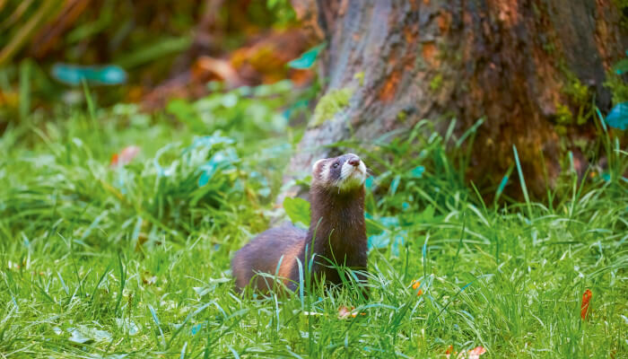 braunes Raubtier vor einem Baumstein in einer grünen Wiese