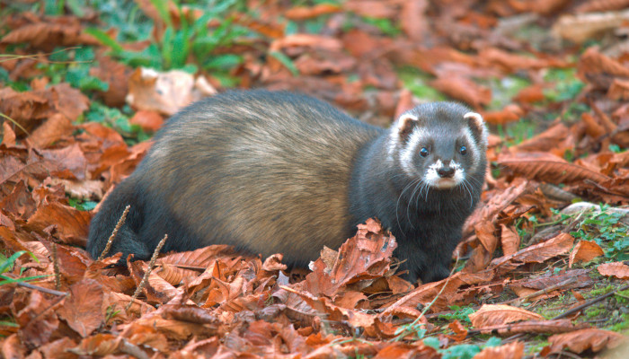 Dicker Iltis schaut aus einem vom Herbstblätter bedeckter Wiese nach vorne