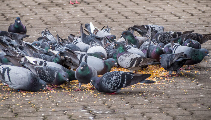 Graue und dünklere Vögel auf einem grauen Platz