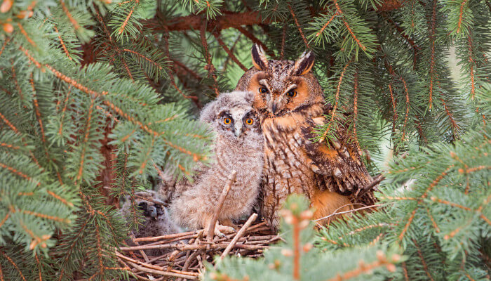 Zwei braune Eulen in einem Nest im Tannenbaum