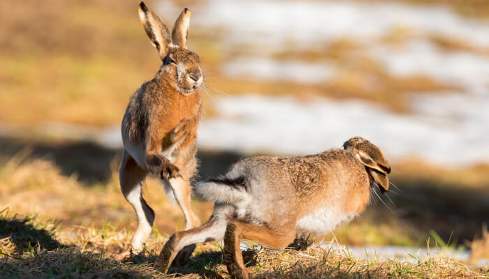 zwei braune Hasen auf einem Feld im Winter