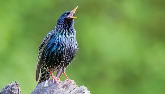 singender schwarzer Vogel in der Sonne