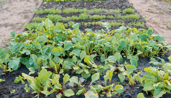 Beet mit Erde und vielen Gemüsesetzlingen