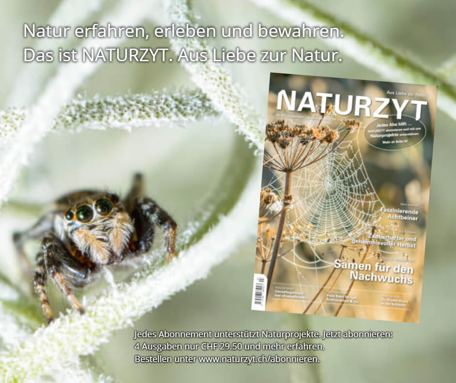 Bild NATURZYT Magazin mit einer Spinne auf grünem Hintergrund